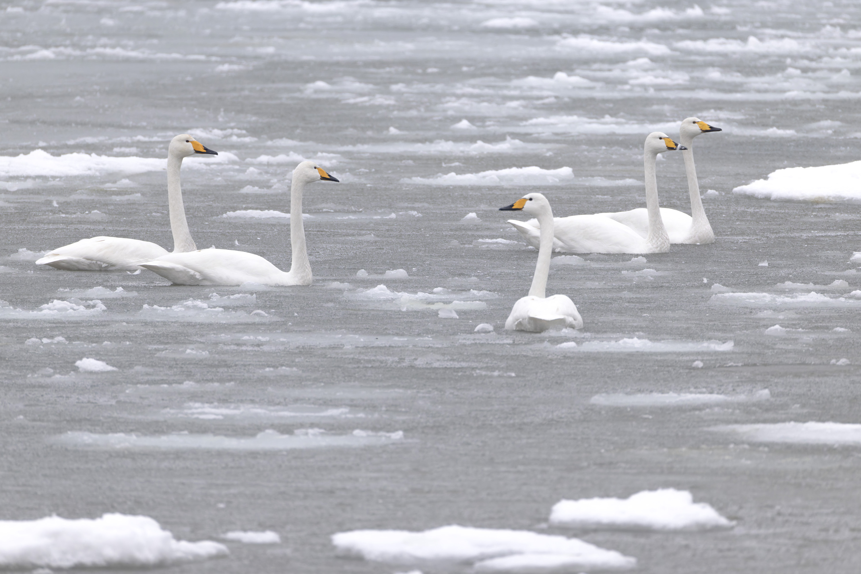 Der Winter, harte Tage für unsere gefiederten Freunde
