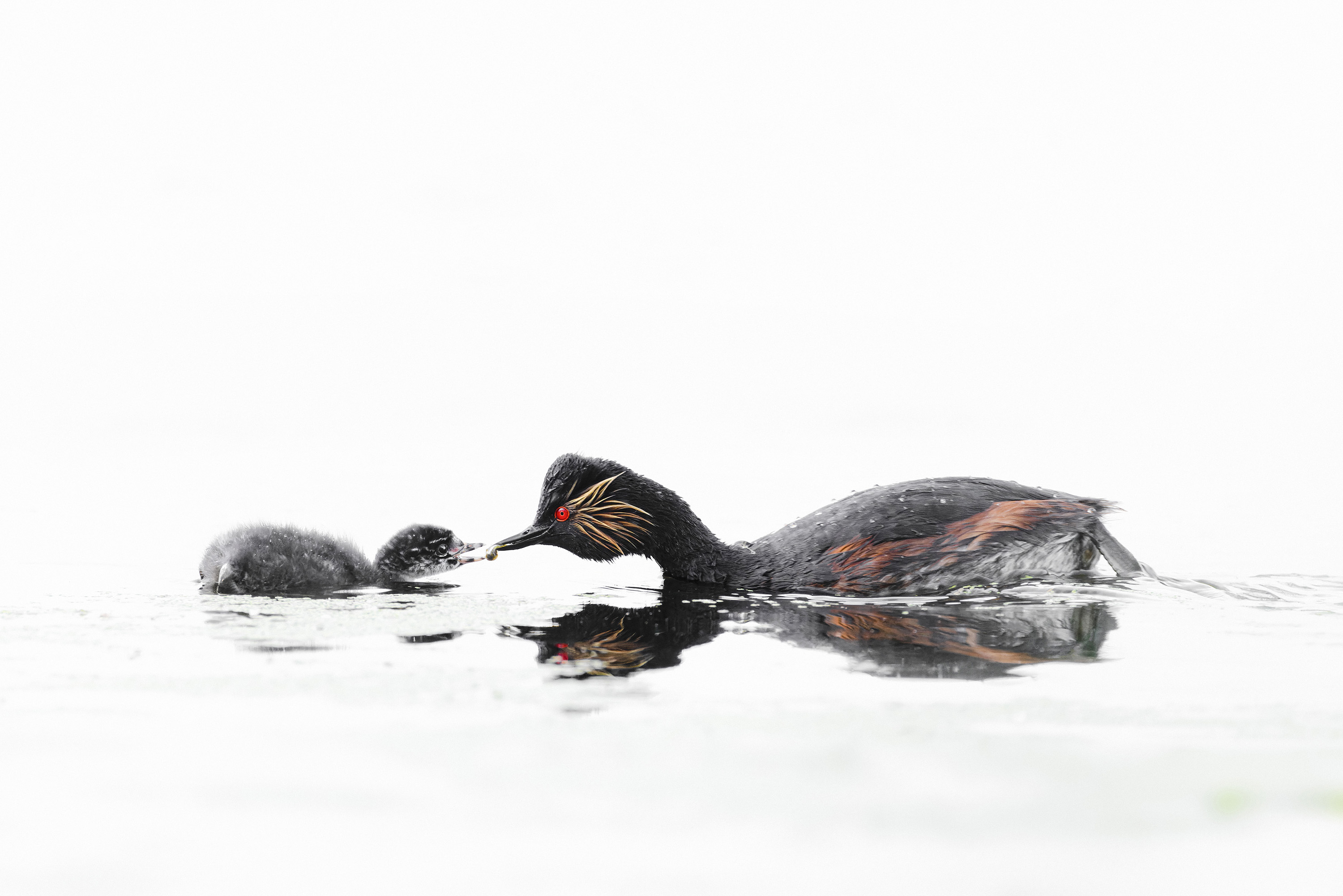 Wetterschutz, Regen und Staubschutz für Tierfotografen