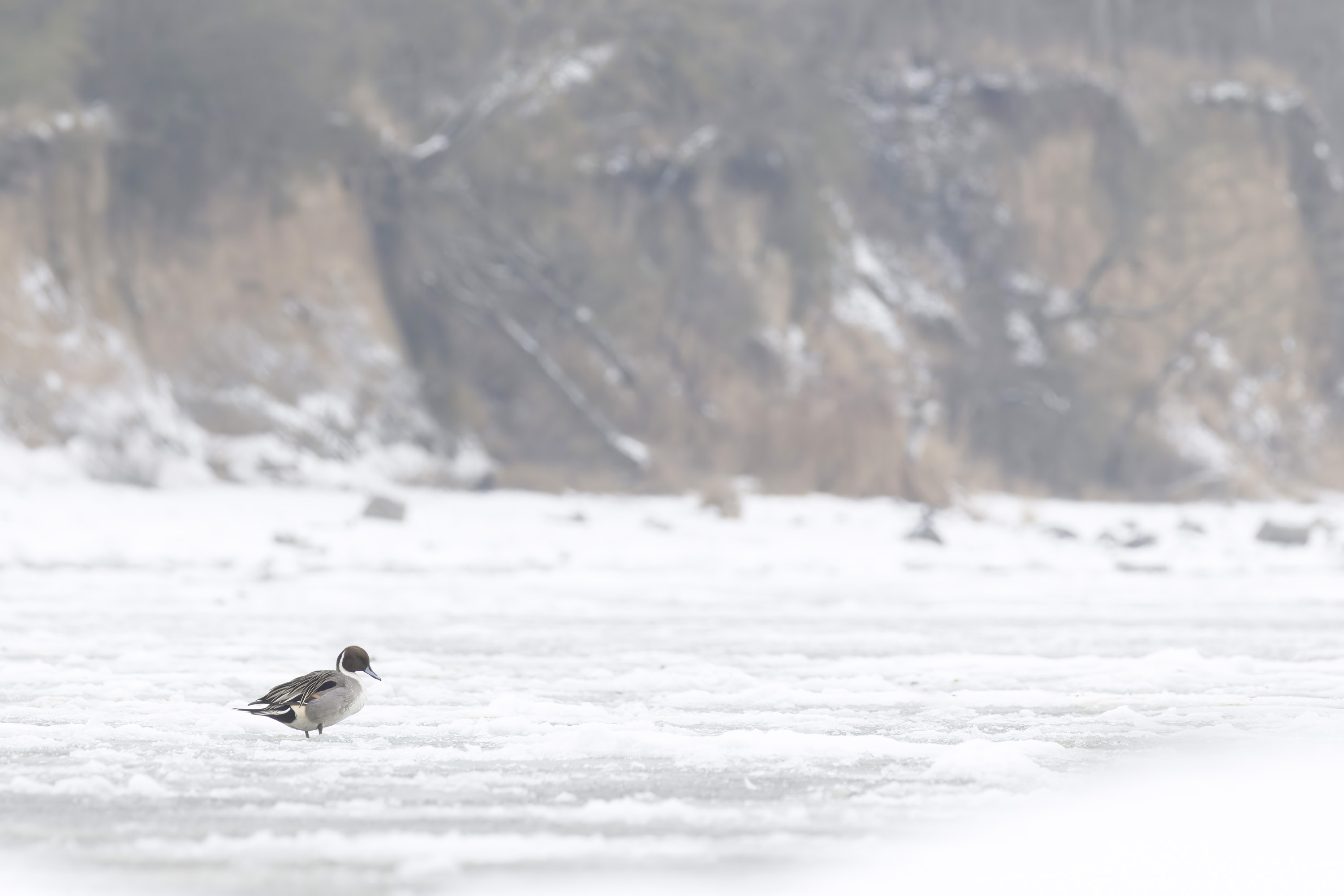 Der Winter, harte Tage für unsere gefiederten Freunde
