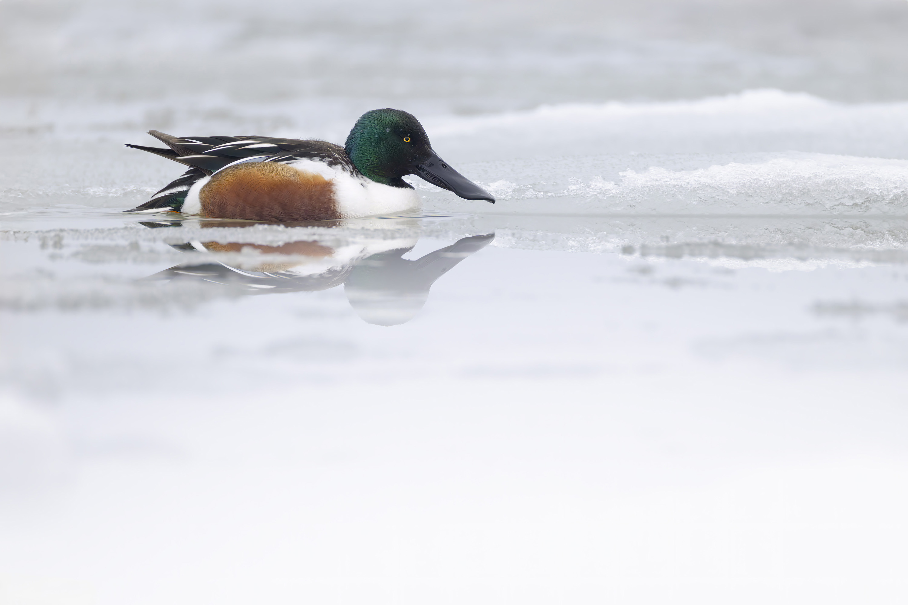 Der Winter, harte Tage für unsere gefiederten Freunde