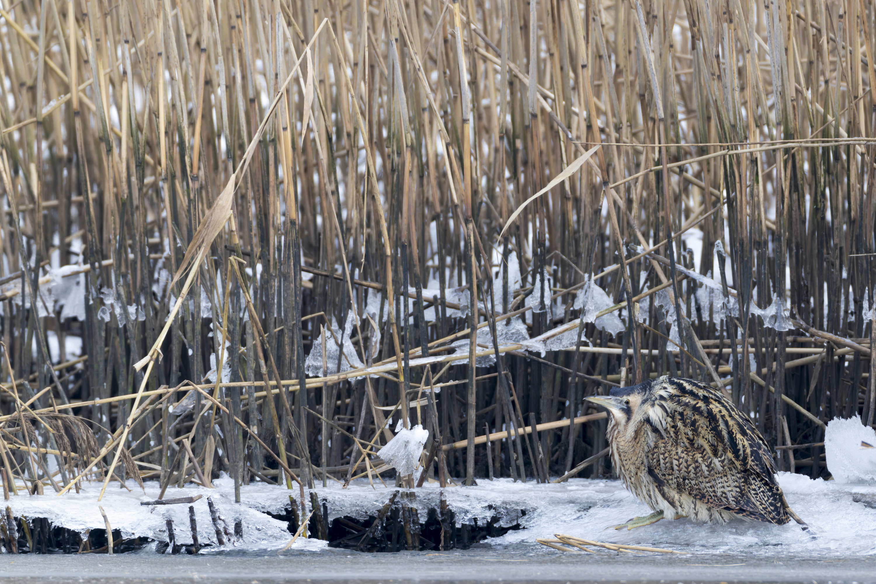 Das passende Cover für Dein Stativ