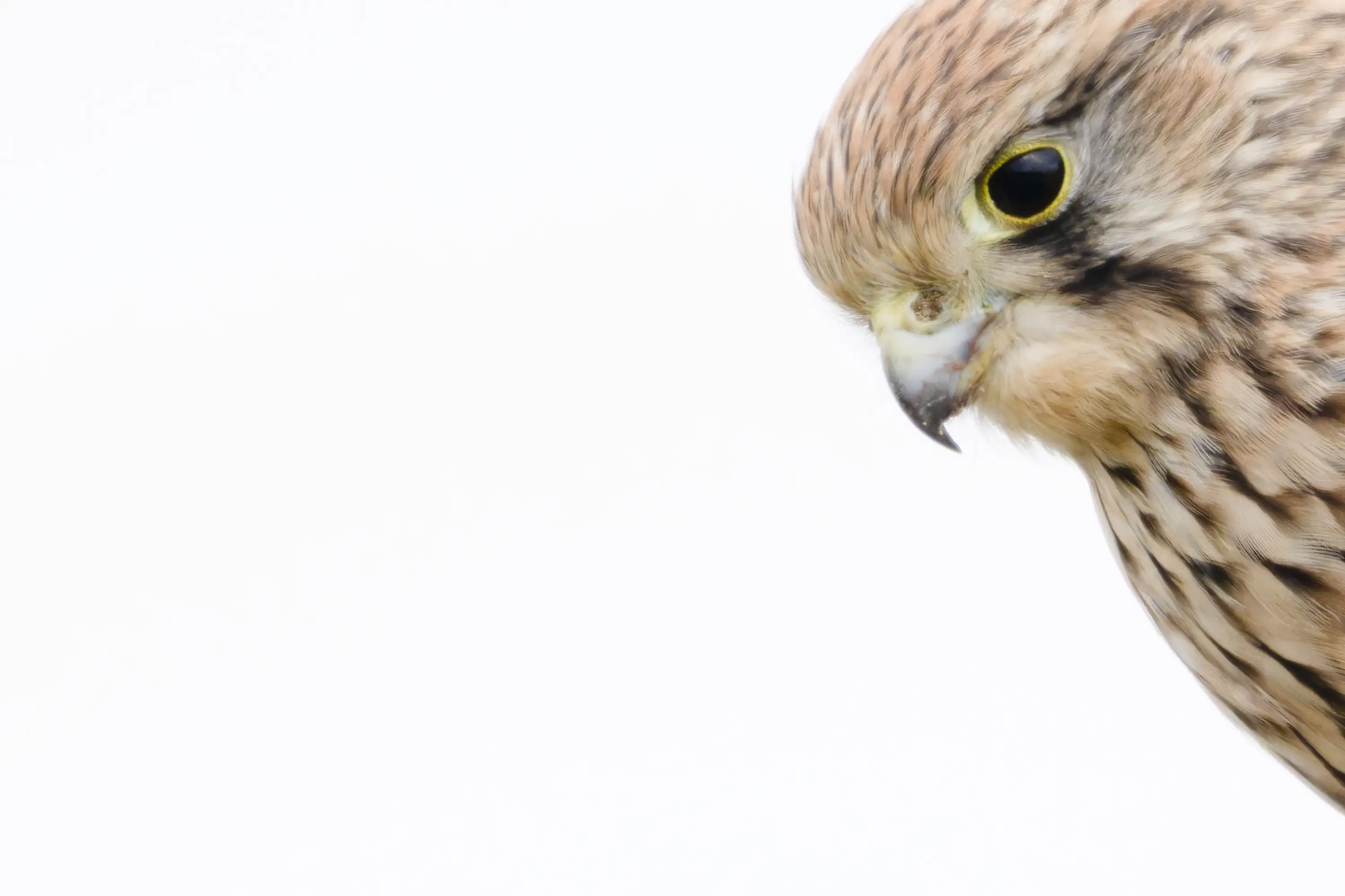 FAQ zum Flexshooter Stativkopf