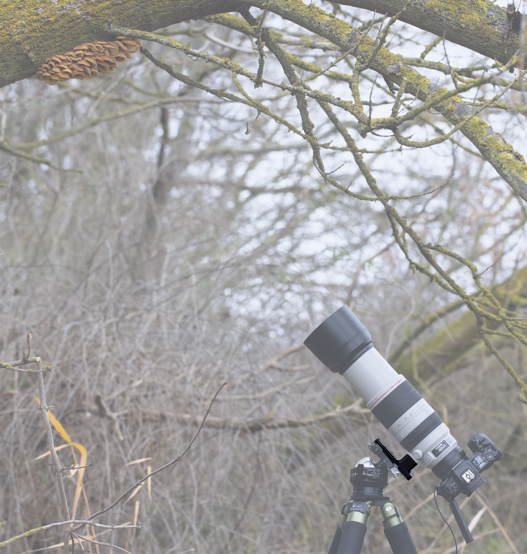 Really Right Stuff LCF-54 Ersatzfuß für Canon 100-400mm f/4.5-5.6L IS II Really Right Stuff LCF-54 Ersatzfuß für Canon 100-400mm f/4.5-5.6L IS II