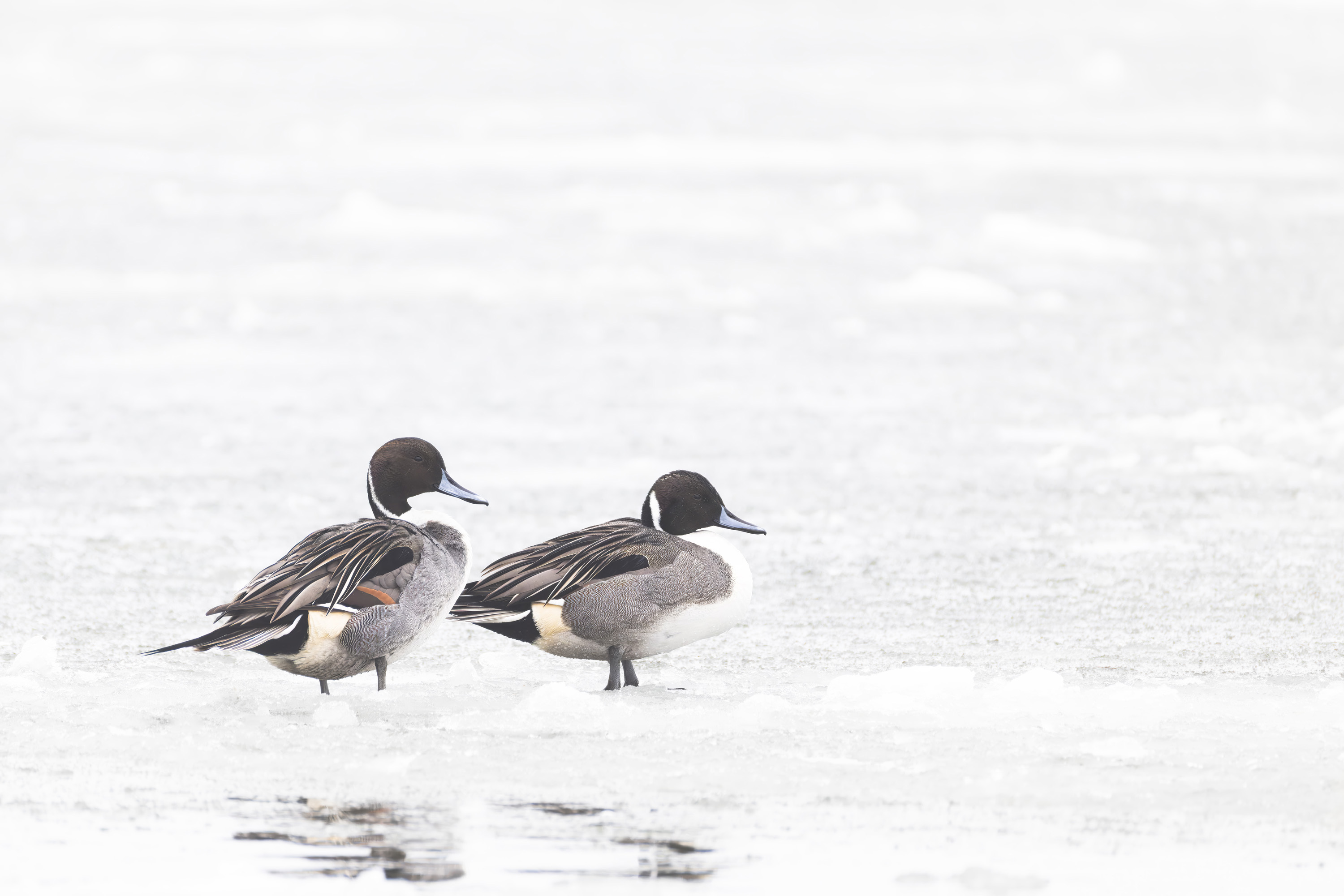Das passende Cover für Dein Stativ