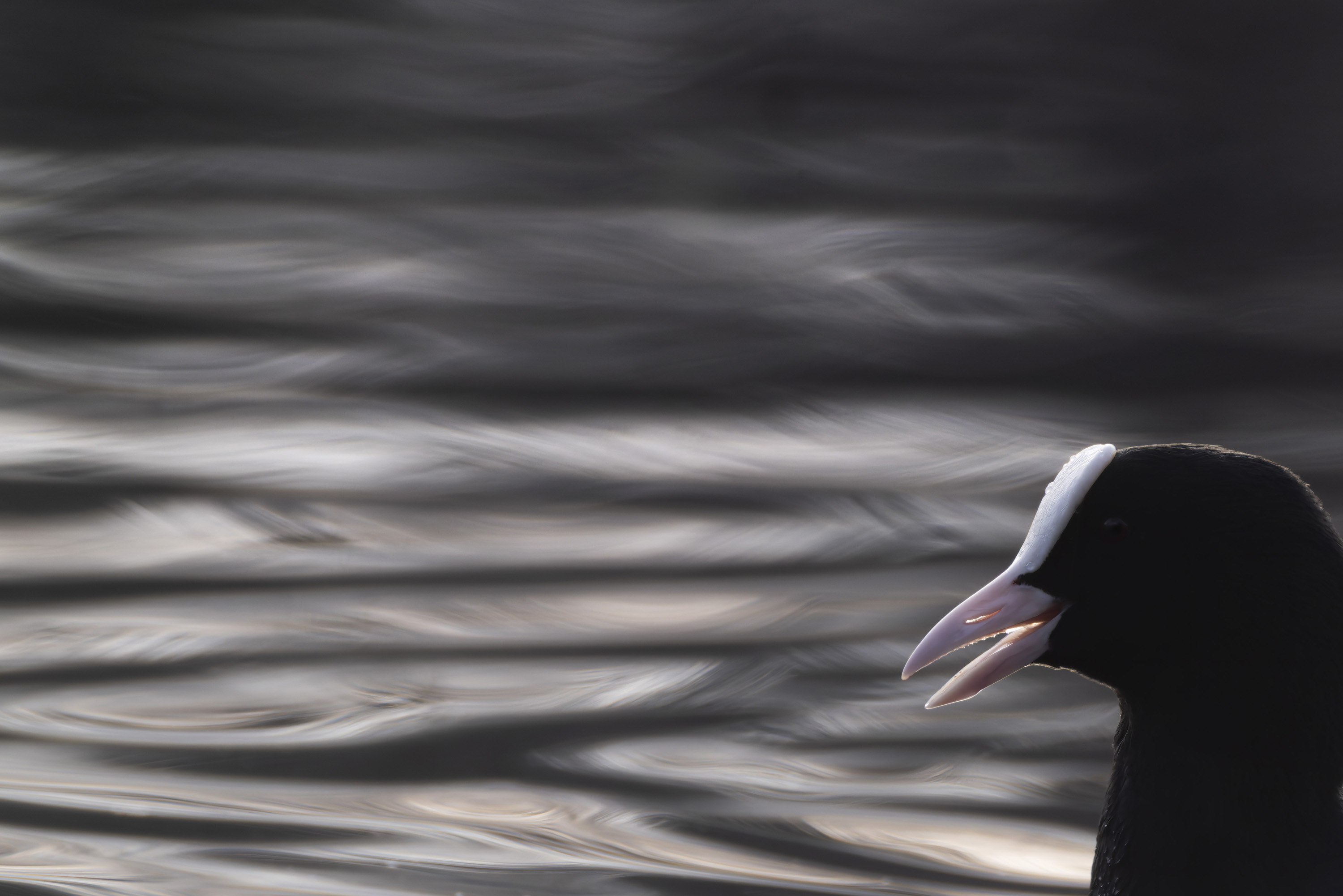 La sudadera con capucha adecuada para tu objetivo