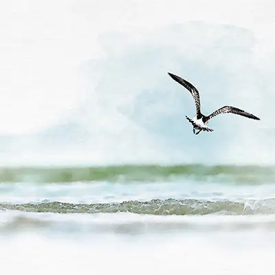 Vogelzug... oder Fotografie im Liegen