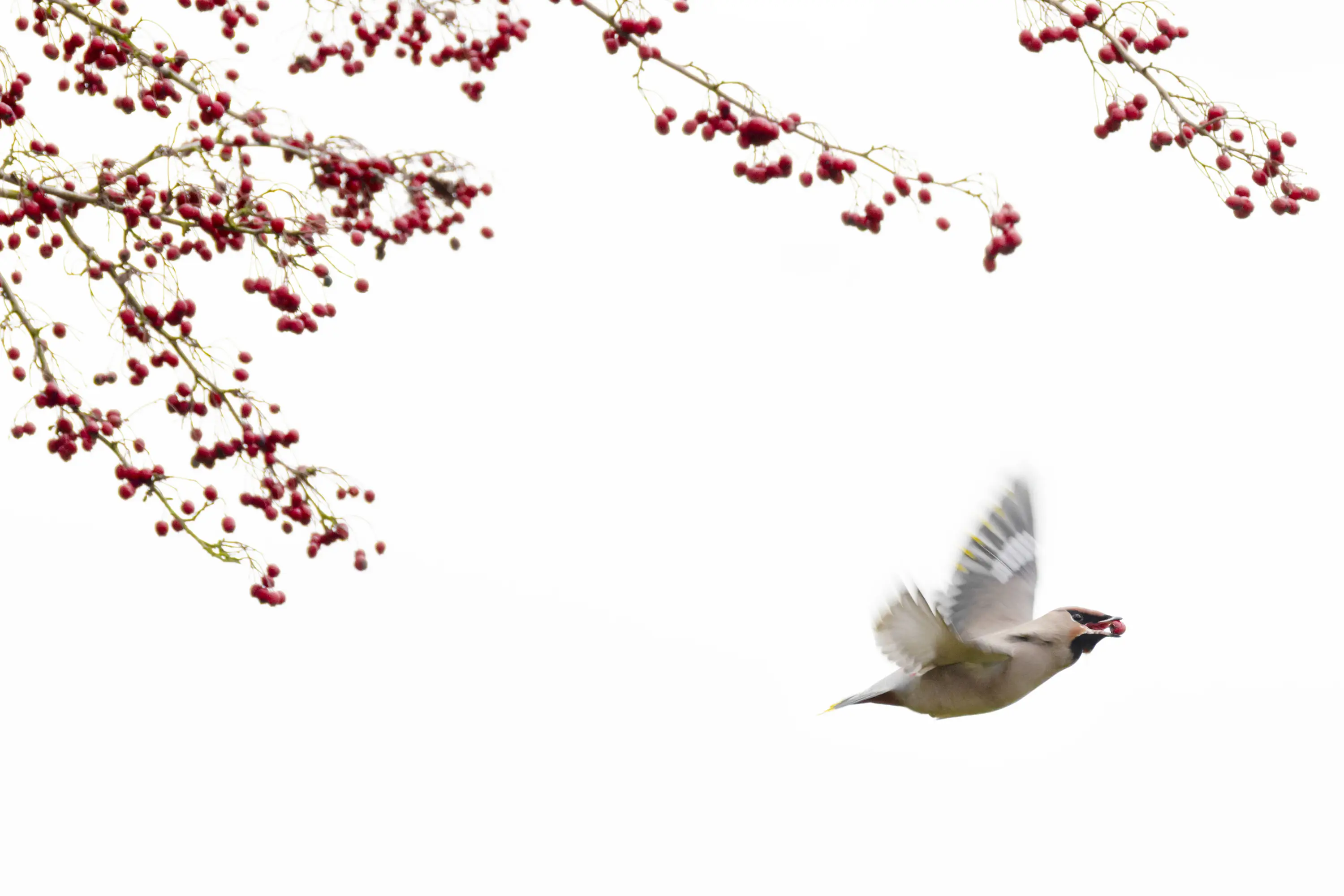 Unsere modularen Objektiv-Ersatzfüße mit Arca Profil und QD Gurtaufnahme