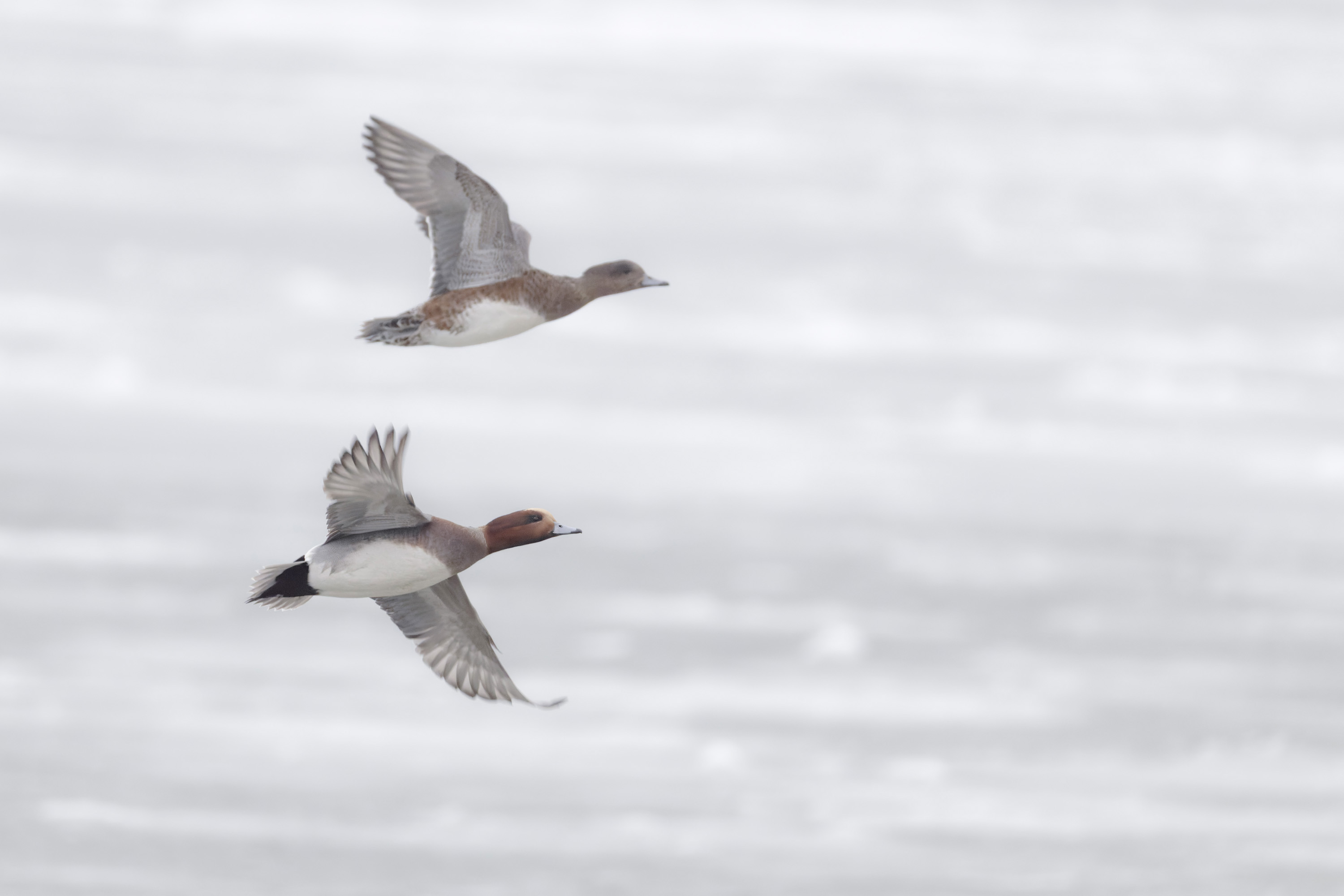 Der Winter, harte Tage für unsere gefiederten Freunde