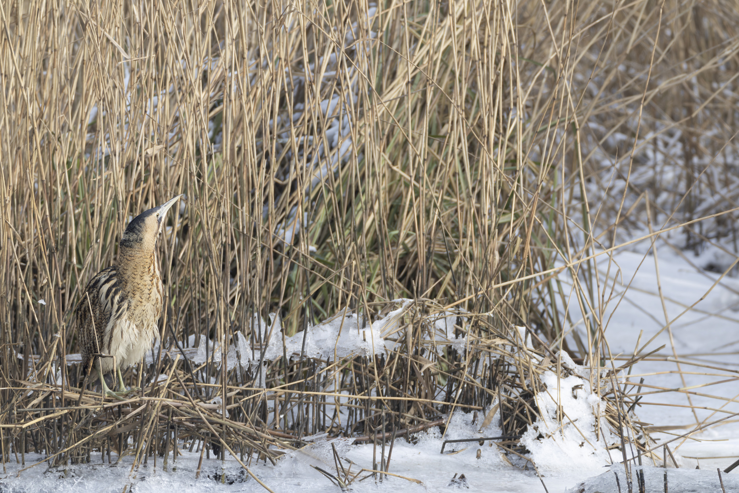Lens protection LensCoat & Rolanpro with Tragopan camouflage pattern