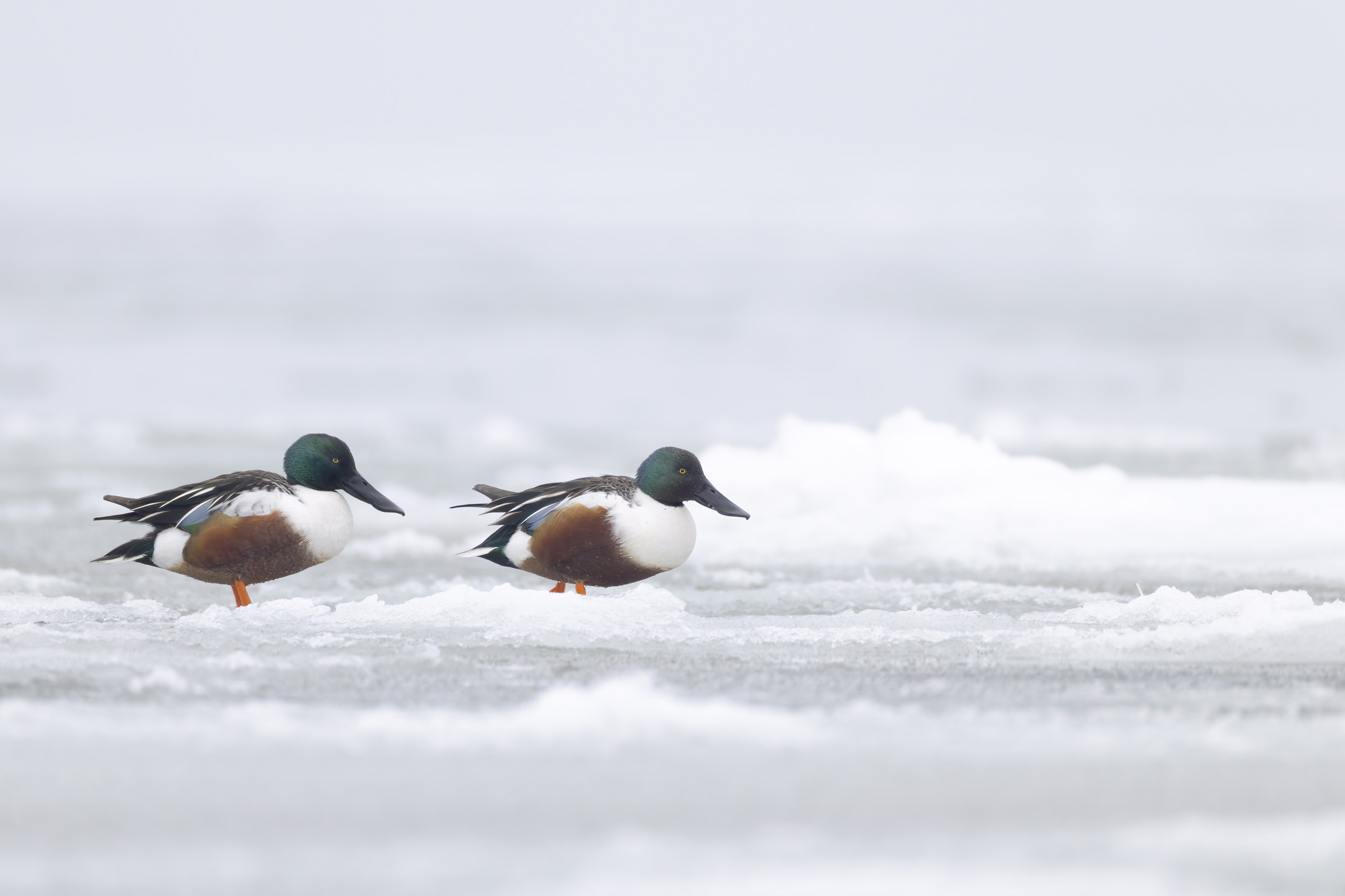 Der Winter, harte Tage für unsere gefiederten Freunde