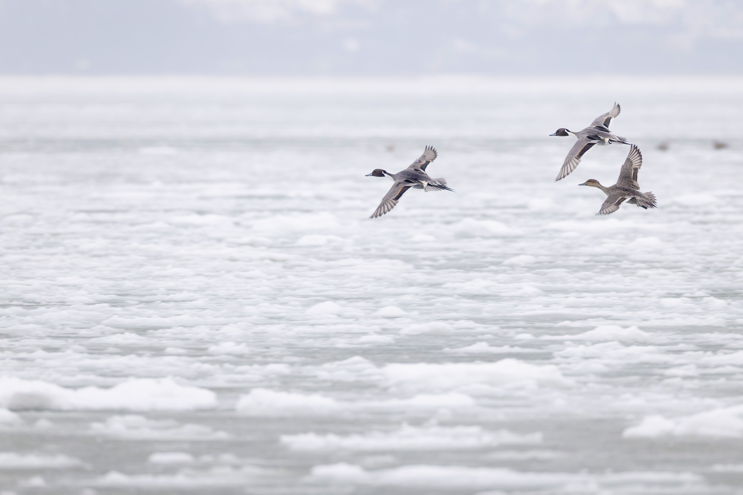 Der Winter, harte Tage für unsere gefiederten Freunde