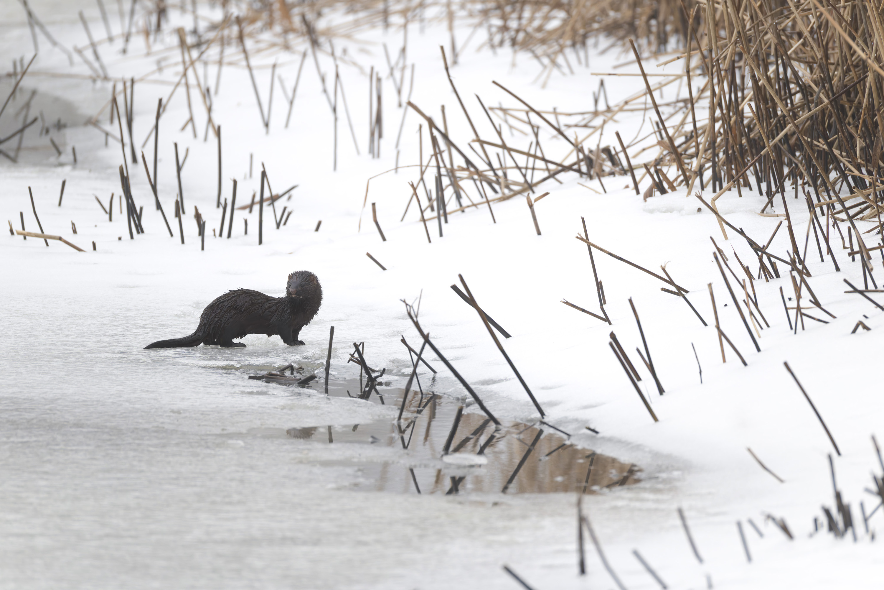 Ingombro minimo, massima protezione per il trasporto dei grandi teleobiettivi - LensCoat TravelCoat