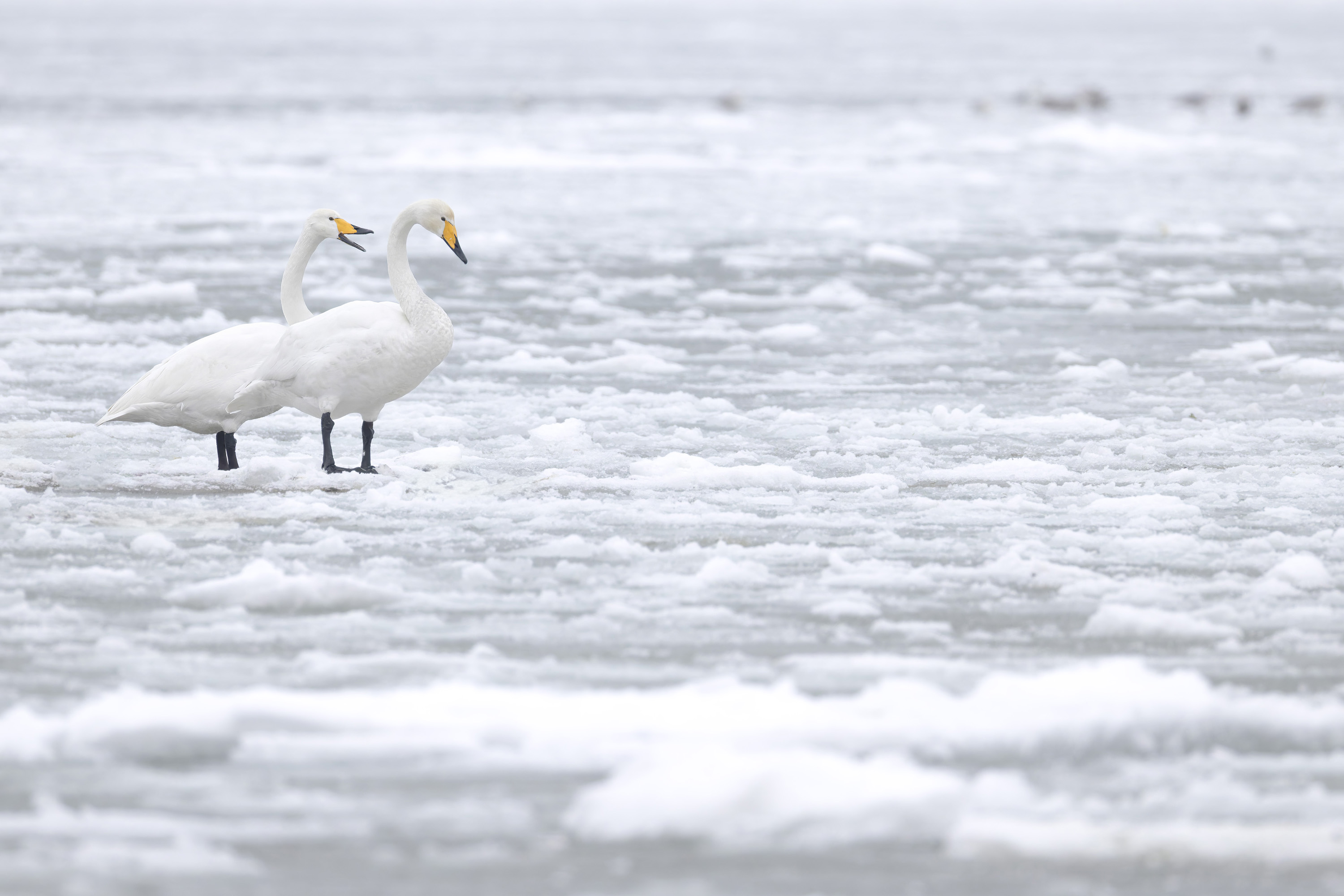 Der Winter, harte Tage für unsere gefiederten Freunde
