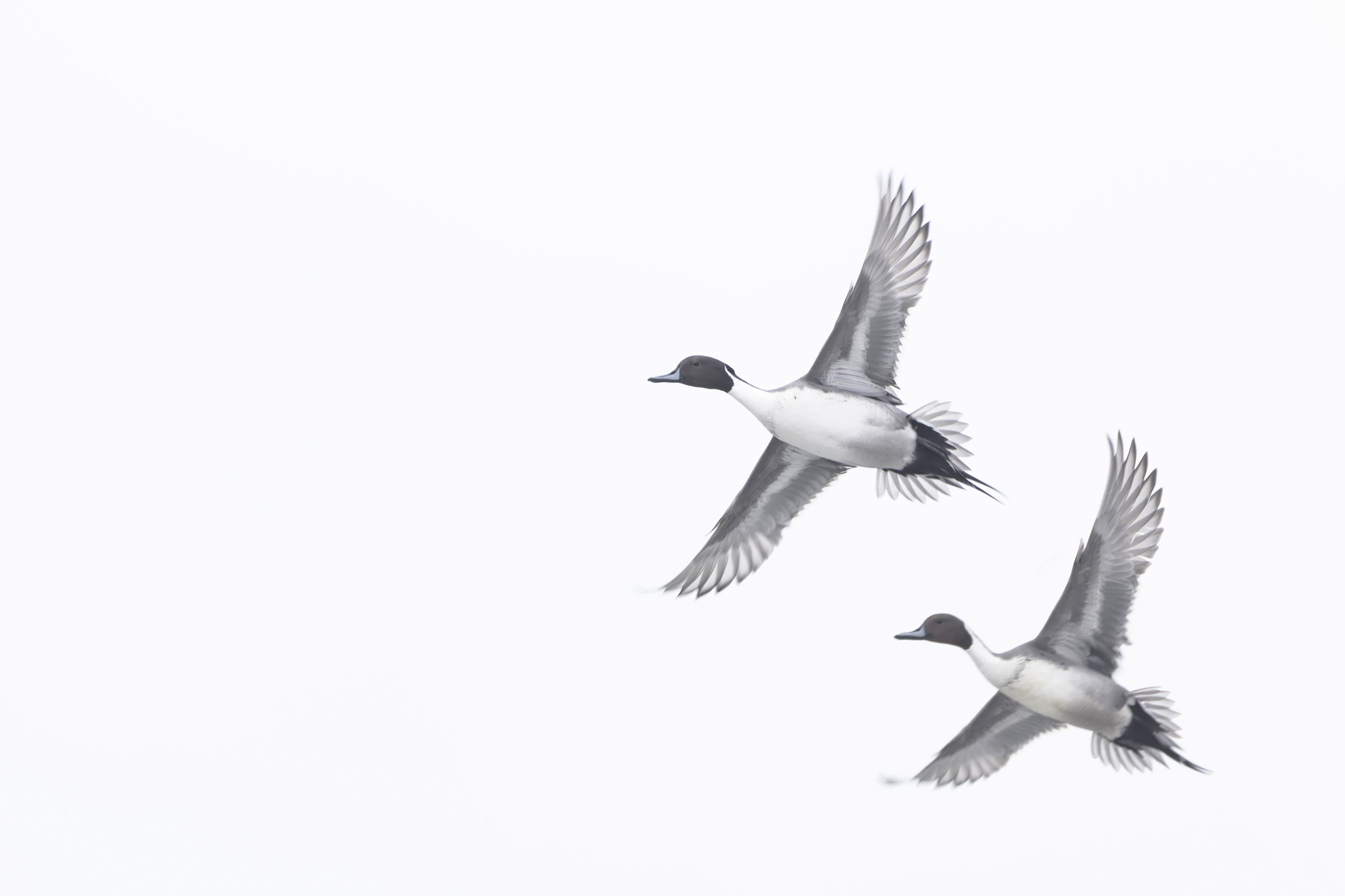 Der Winter, harte Tage für unsere gefiederten Freunde