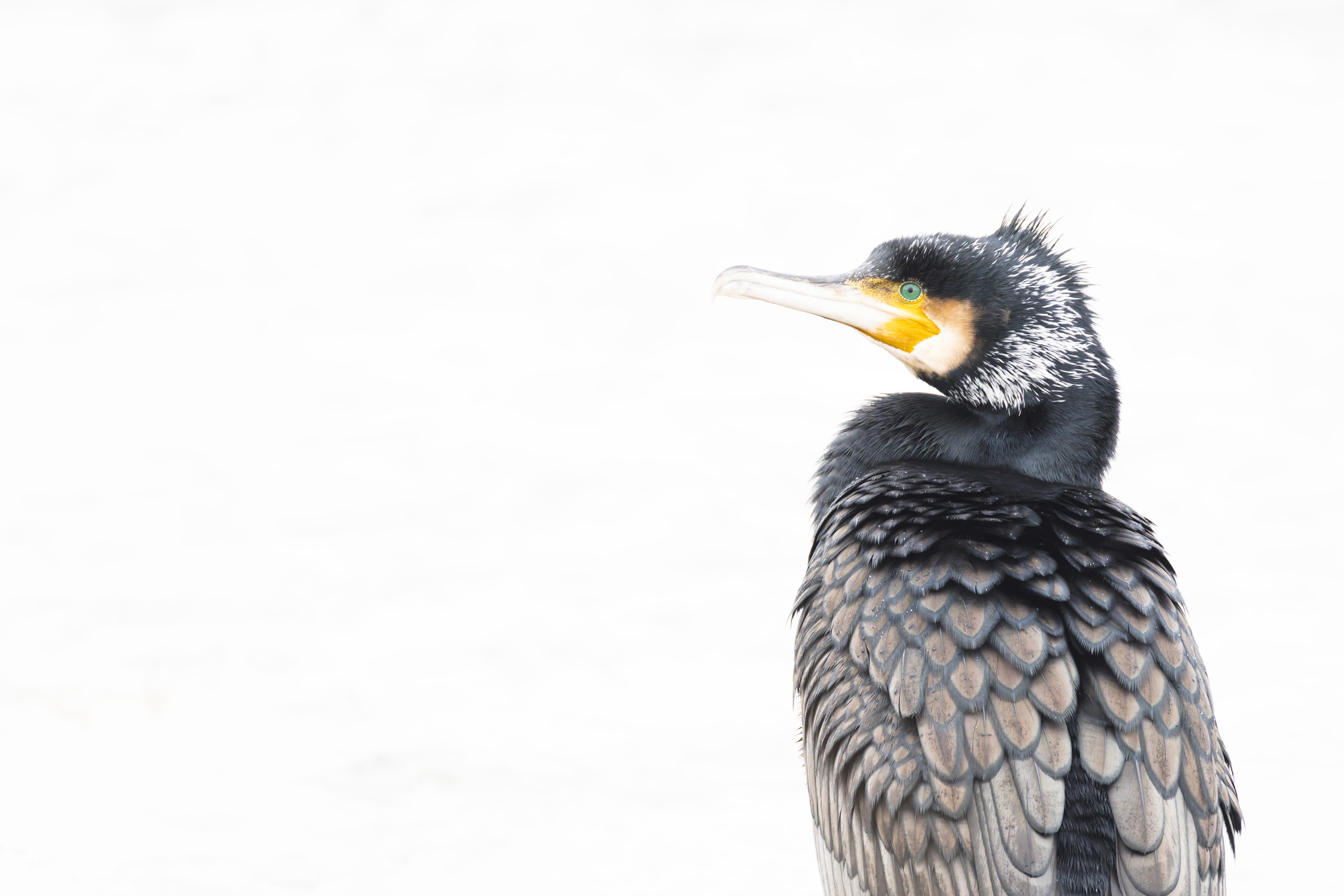 Der Winter, harte Tage für unsere gefiederten Freunde