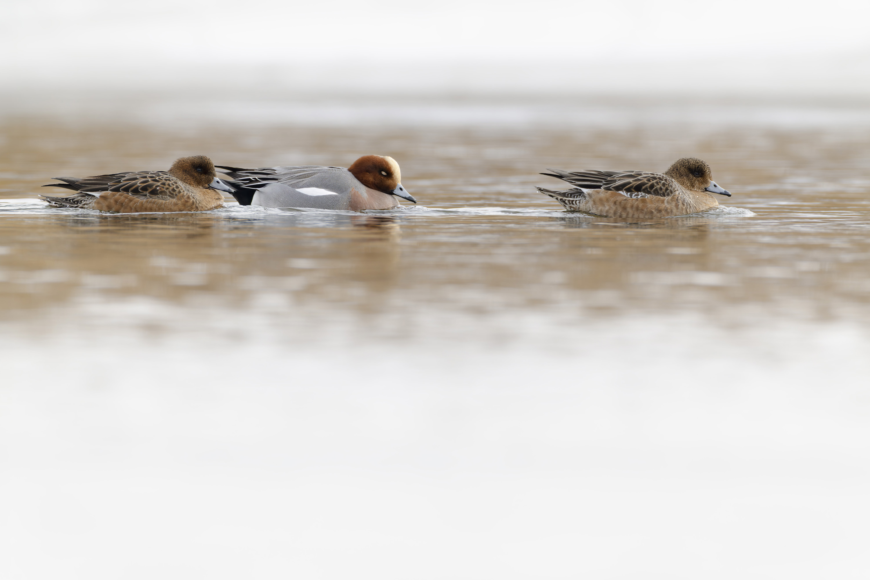 Das passende Cover für Dein Stativ