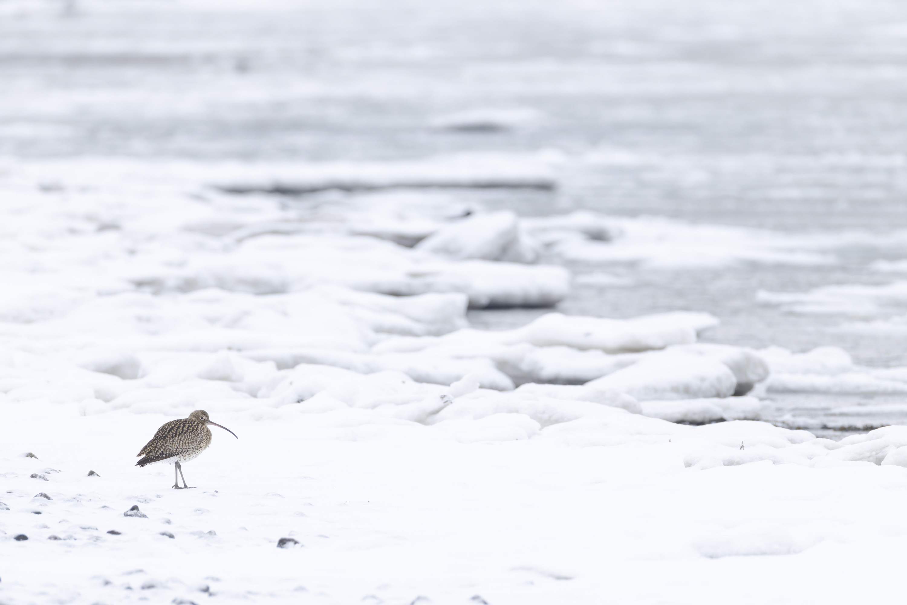 Der Winter, harte Tage für unsere gefiederten Freunde