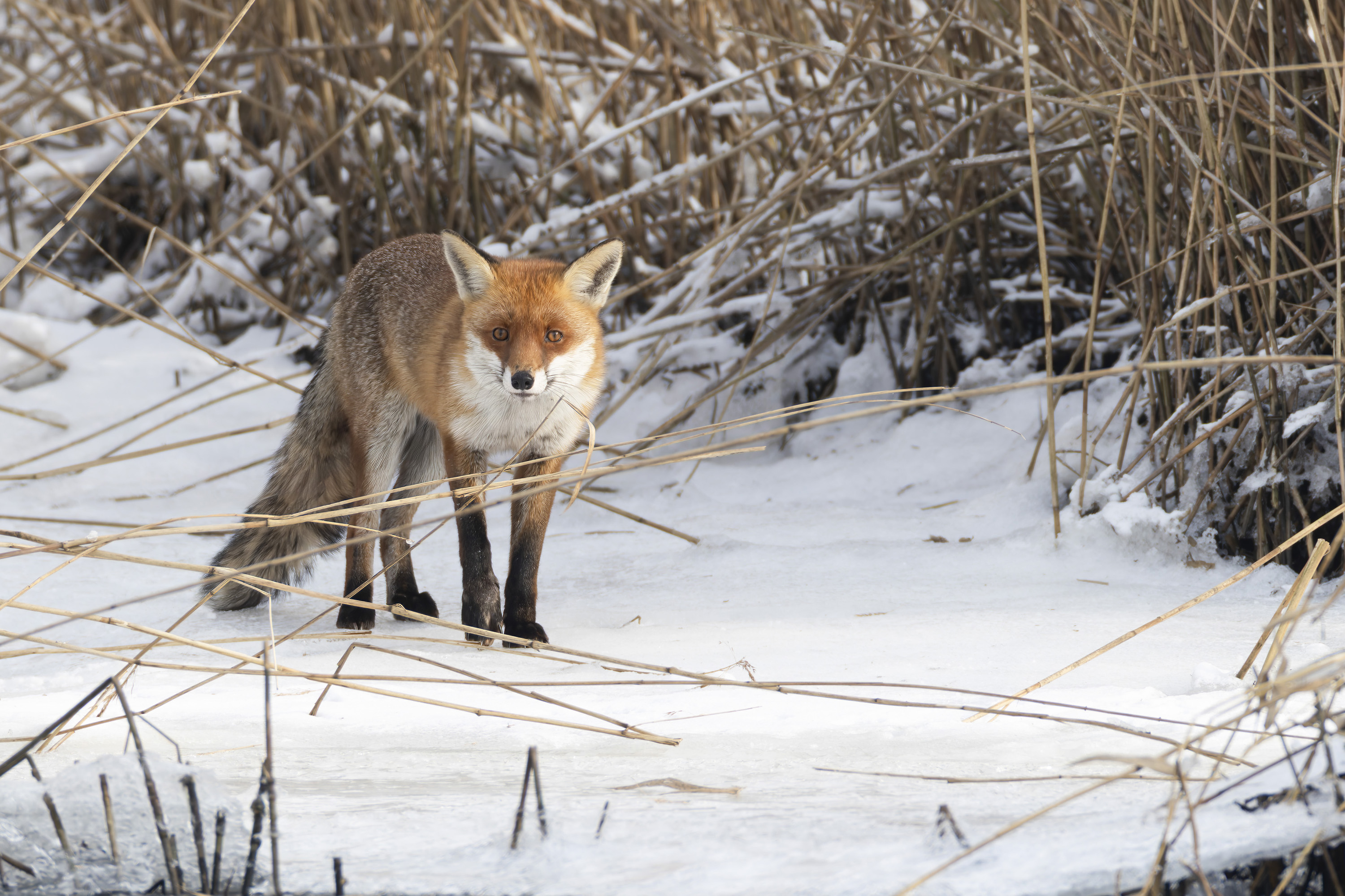 Bouchon avant SnapOn pour téléobjectifs